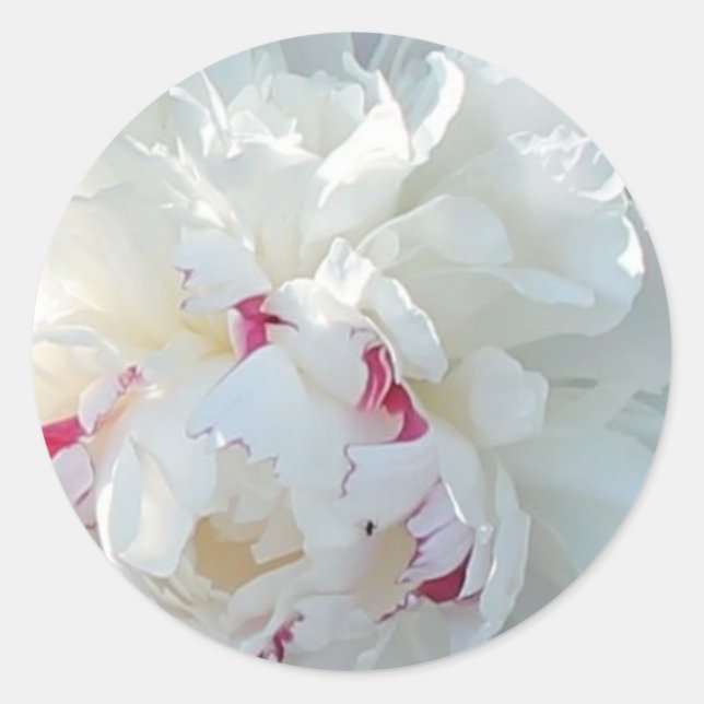 Redonda Pegatina Romantic Peony (Anverso)