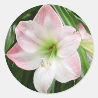 Redonda Pegatina romántico de Apple Blossom Amaryllis