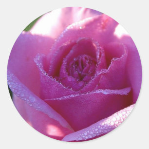 Redonda Pegatina Rosa de Perfección Rosa
