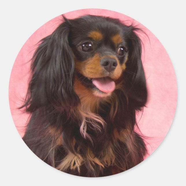 Redonda Pegatina rosa del Cavalier King Charles de pelo ne (Anverso)
