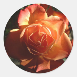 Redonda Pegatina rosa naranja