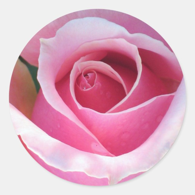 Redonda Pegatina Rosa Rosa Rosa (Anverso)