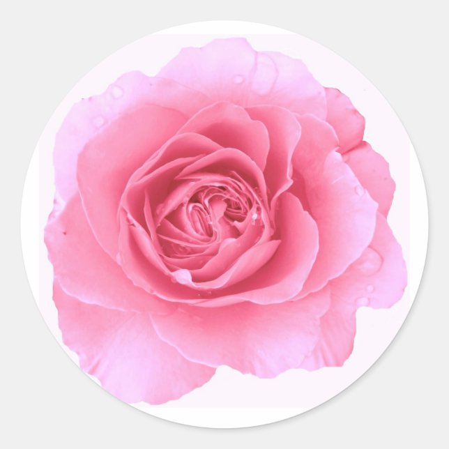 Redonda Pegatina Rosa Rosa Rosa (Anverso)