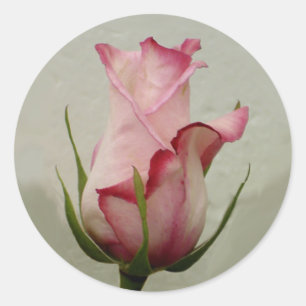 Redonda Pegatina rosa rosado