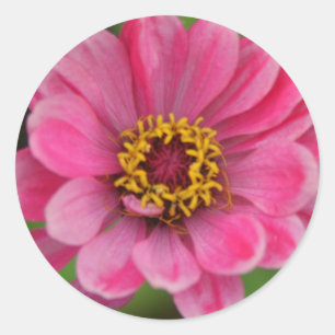 Redonda pegatina rosado de la flor