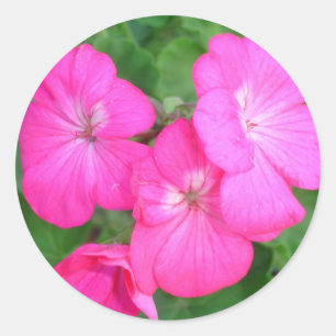 Redonda Pegatina rosado de los geranios