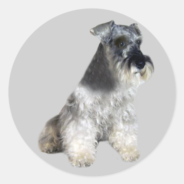 Redonda Pegatina Schnauzer en miniatura (Anverso)