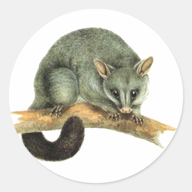 Redonda Pegatina Sheets - cooroy possum (Anverso)