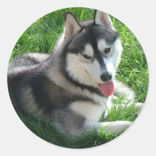 Redonda Pegatina Siberian Husky Dog