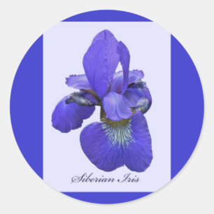 Redonda Pegatina Siberian Iris