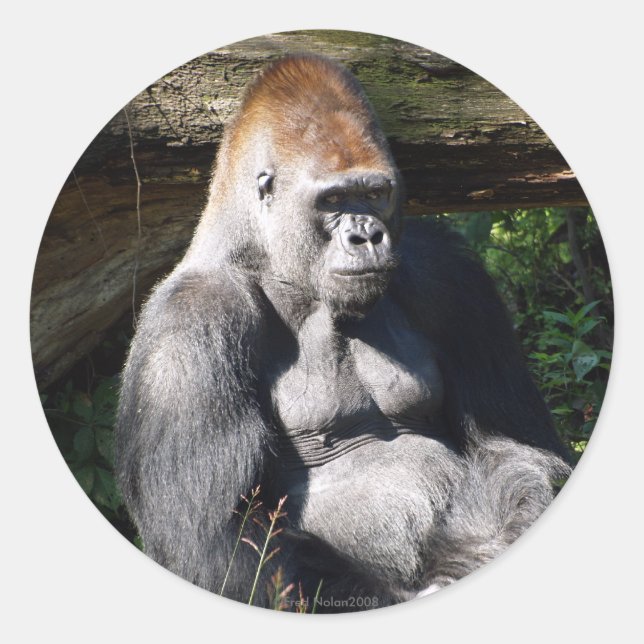 Redonda Pegatina Silverback (Anverso)