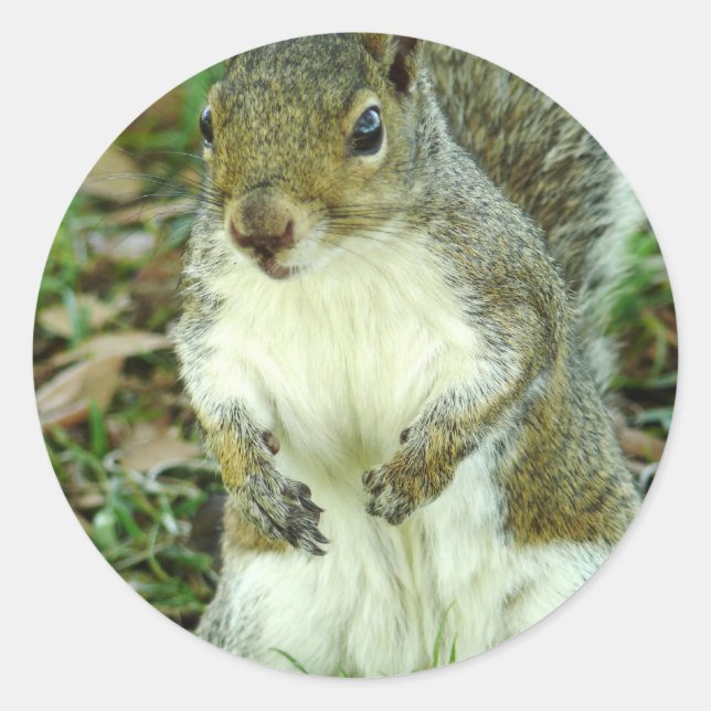 Redonda Pegatina sin título (Anverso)