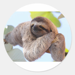 Redonda Pegatina Sloth