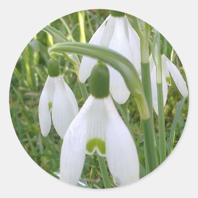 Redonda Pegatina Snowdrop (Anverso)