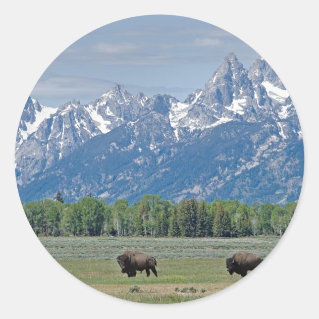 Redonda Pegatina Teton Buffalo (Anverso)
