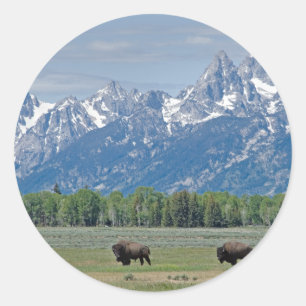 Redonda Pegatina Teton Buffalo