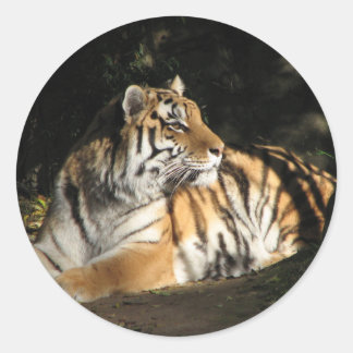 Redonda Pegatina Tiger