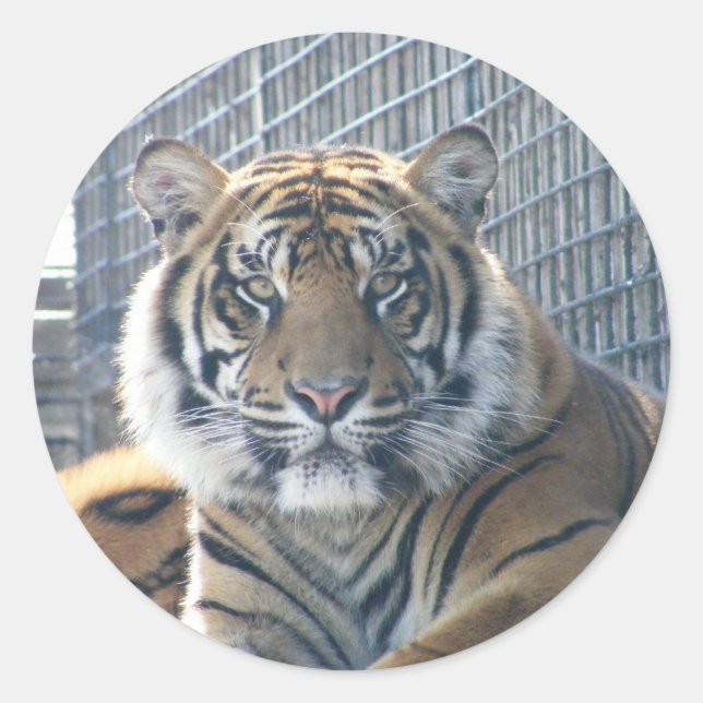 Redonda Pegatina Tiger (Anverso)