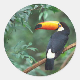 Redonda Pegatina Toucan