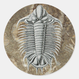 Redonda Pegatina Trilobita