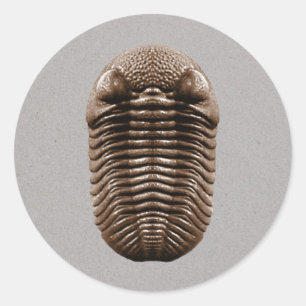 Redonda Pegatina Trilobita