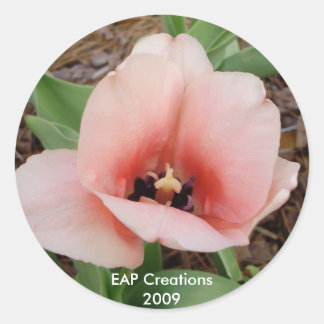 Redonda Pegatina tulipán rosa