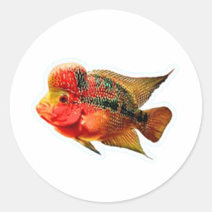 Redonda Pegatina Vibrante de Ciclido Flowerhorn, Exótico L