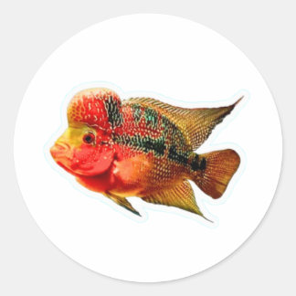 Redonda Pegatina Vibrante de Ciclido Flowerhorn, Exótico L