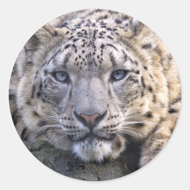 Redonda Pegatina Vishnu Snow Leopard (Anverso)