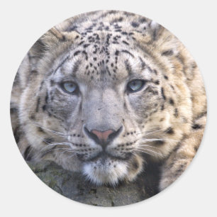 Redonda Pegatina Vishnu Snow Leopard