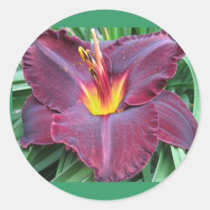 Redonda Pegatina volcánico del Daylily