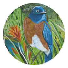 Pegatina "Western Bluebird"