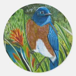 Redonda Pegatina "Western Bluebird"