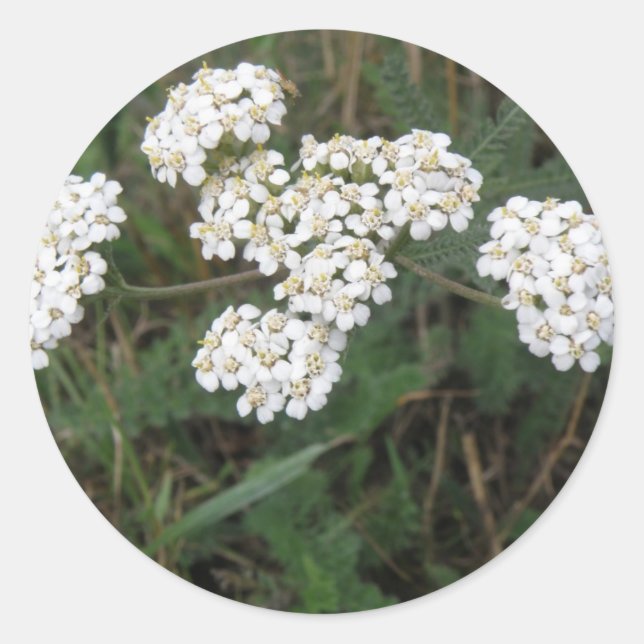 Redonda Pegatina White Wildflowers (Anverso)