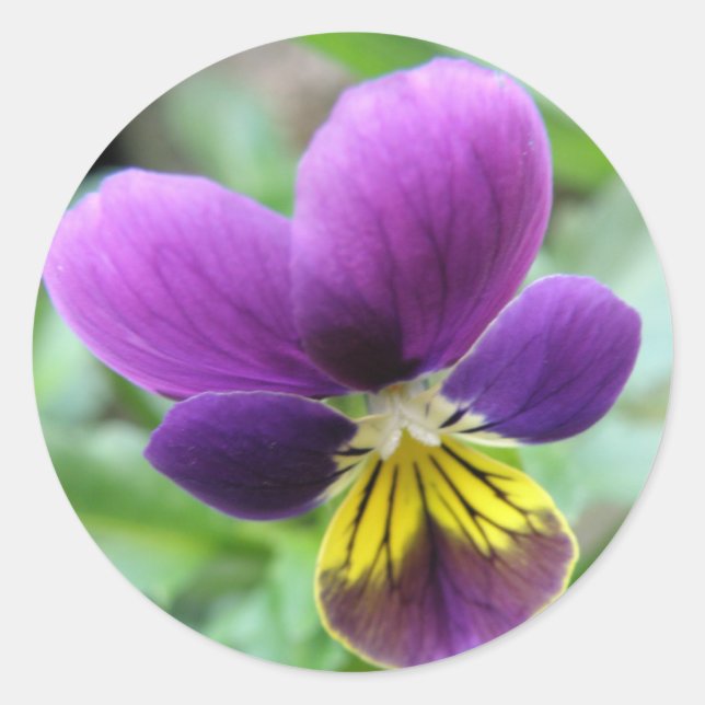 Redonda Pegatina Wild Pansy (Anverso)