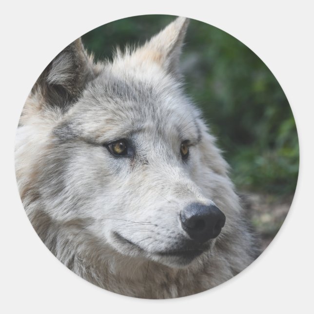 Redonda Pegatina wolf (Anverso)