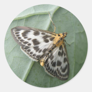 Redonda Pequeño pegatina de la polilla de la urraca