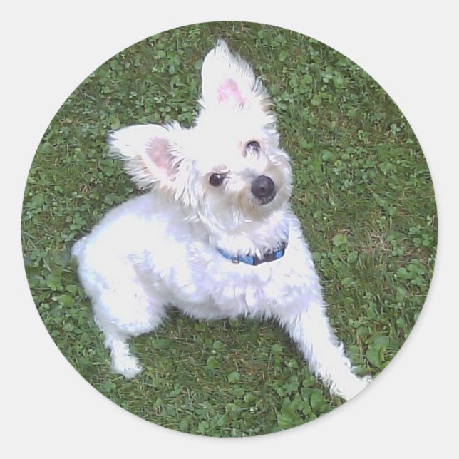 Redonda Petey El Pegatina Pom-A-Poo (Anverso)