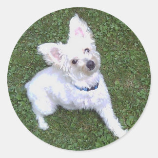 Redonda Petey El Pegatina Pom-A-Poo