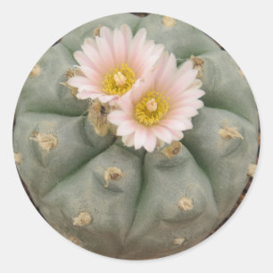Redonda Peyote en el pegatina Bloom