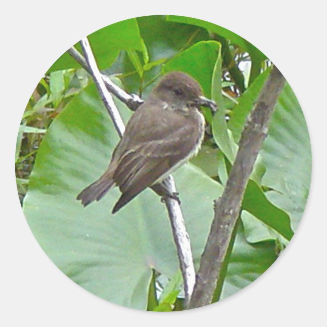 Redonda Phoebe Flycatcher Pegatina (Anverso)