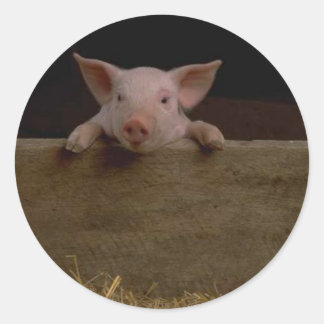 Redonda Piglet Pegatina