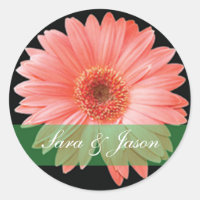 Pink Gerber Daisy sobre el pegatina boda negro