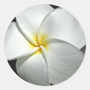 Redonda Plumeria Pegatina