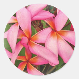 Redonda Plumeria - pegatina rosado de neón del as