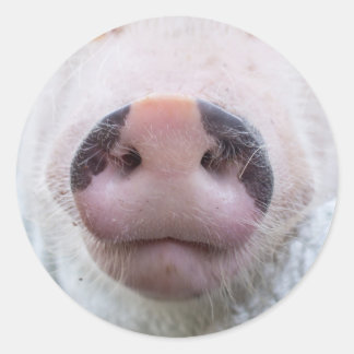 Redonda Poppy y Podrick Pegatina