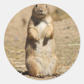 Redonda Prairie Dog Pegatina