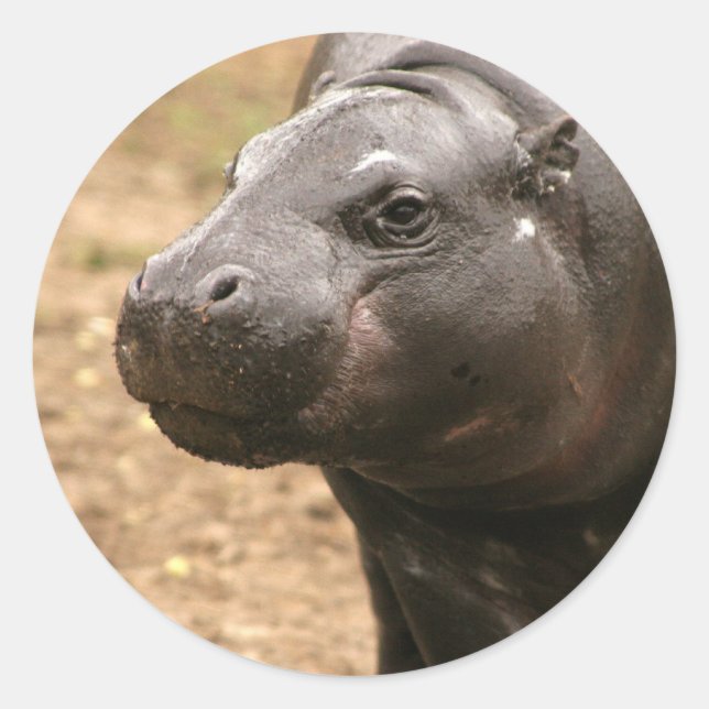 Redonda Pygmy Hippo Pegatina (Anverso)