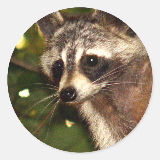 Redonda Raccoon "Bandit" Pegatina (Anverso)