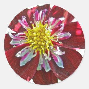 Redonda Red Dahlia Pegatina